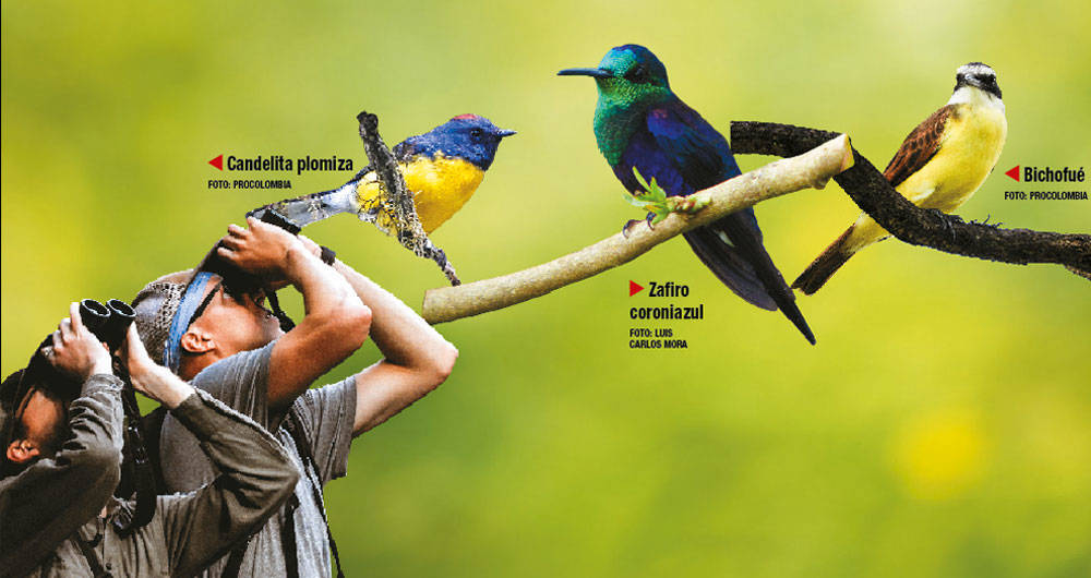 Avistamiento de aves